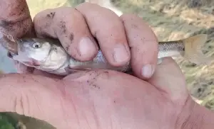 Creek Chub