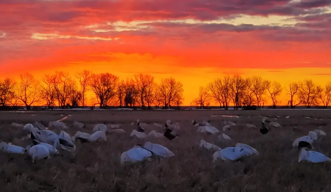 Snow Goose Decoy Spread