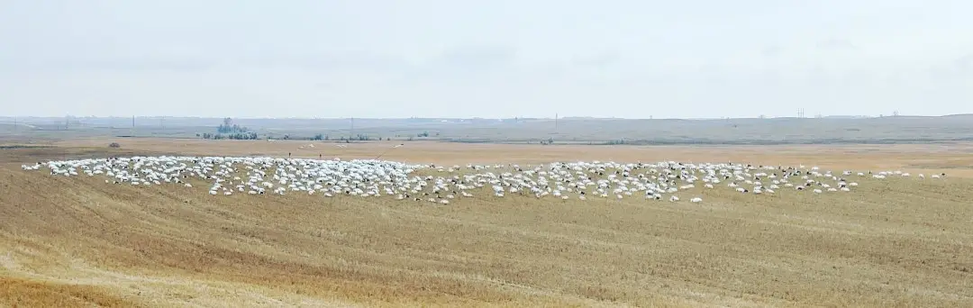 Hunting Snow Geese