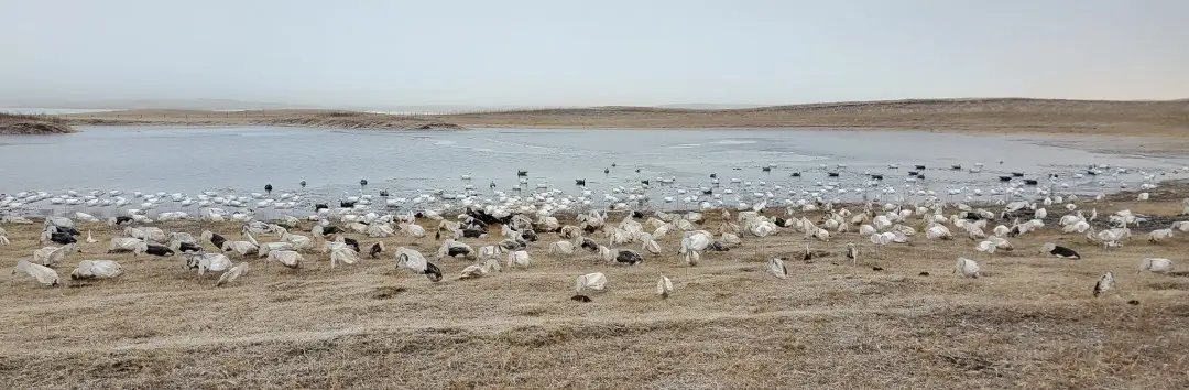 Pasture Pond for Hunting Snow Geese