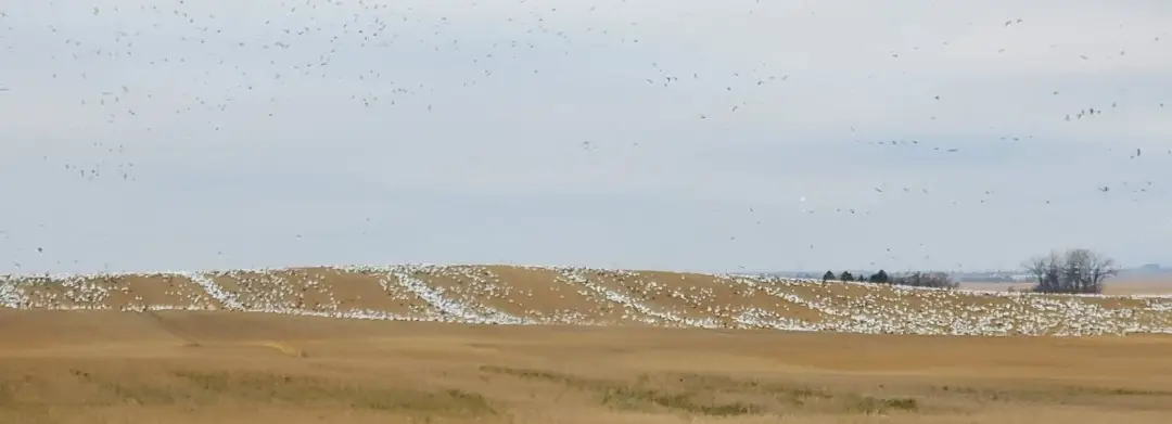 Snow Goose Feed