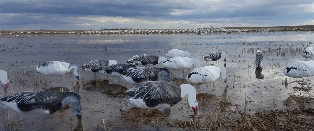 Snow Geese