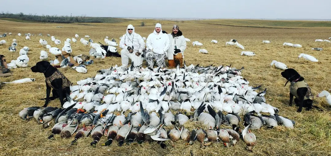 Hunting Snow Geese in the Fall
