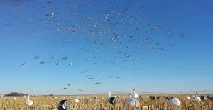 snow goose hunting