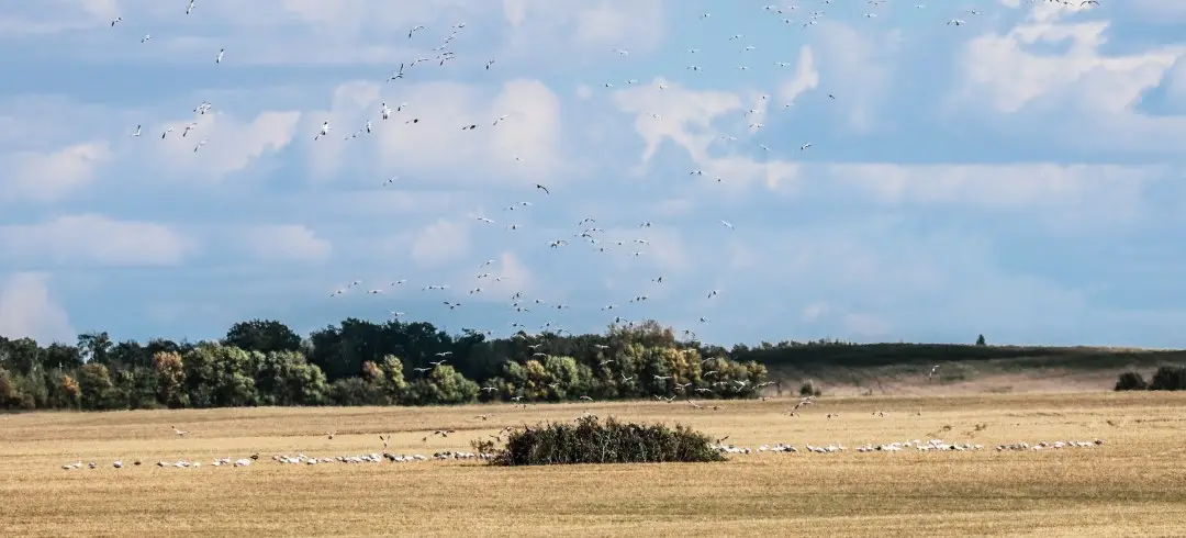 hunting snow geese over decoys