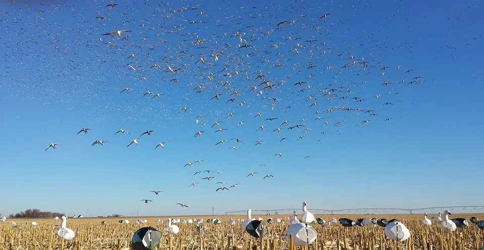 snow goose hunting