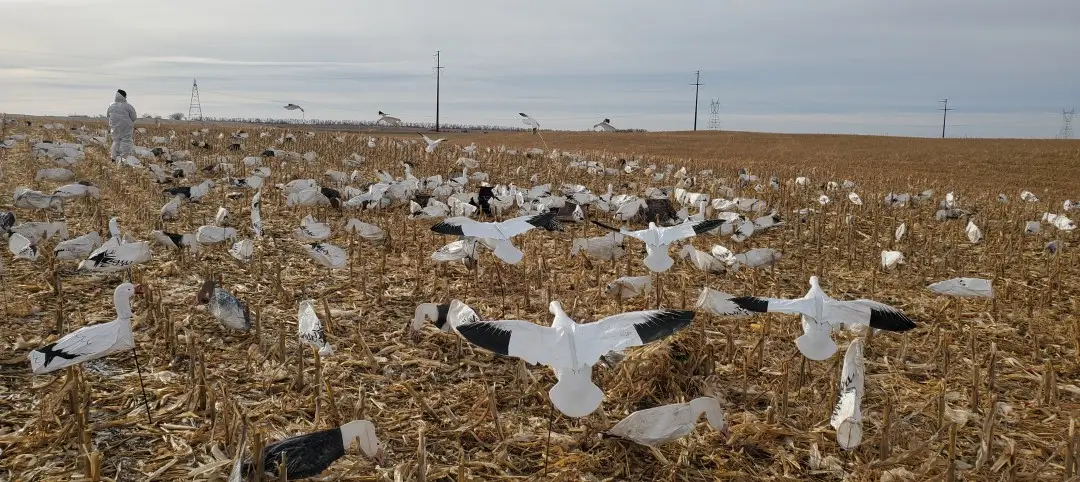 Snow Goose Motion Decoys