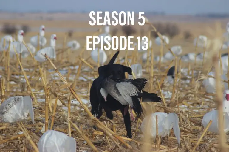 snow goose hunting podcast