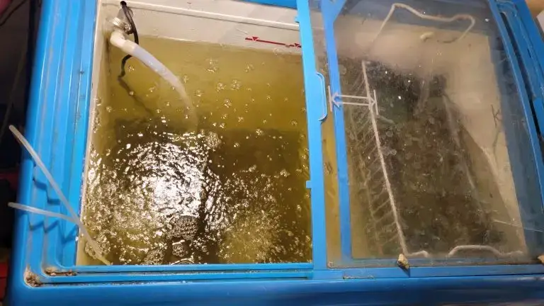 Bait Tank