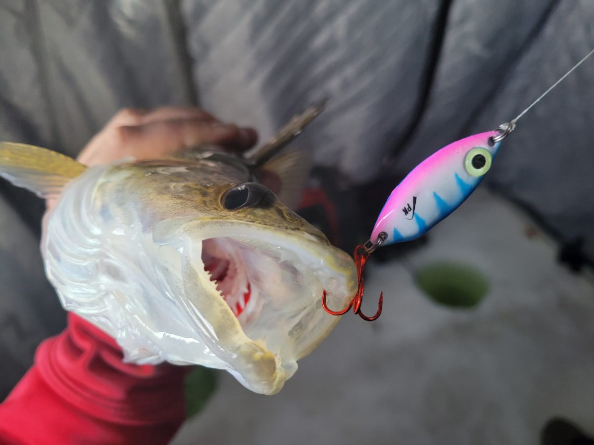 PK Lures ice fishing spoon on a walleye