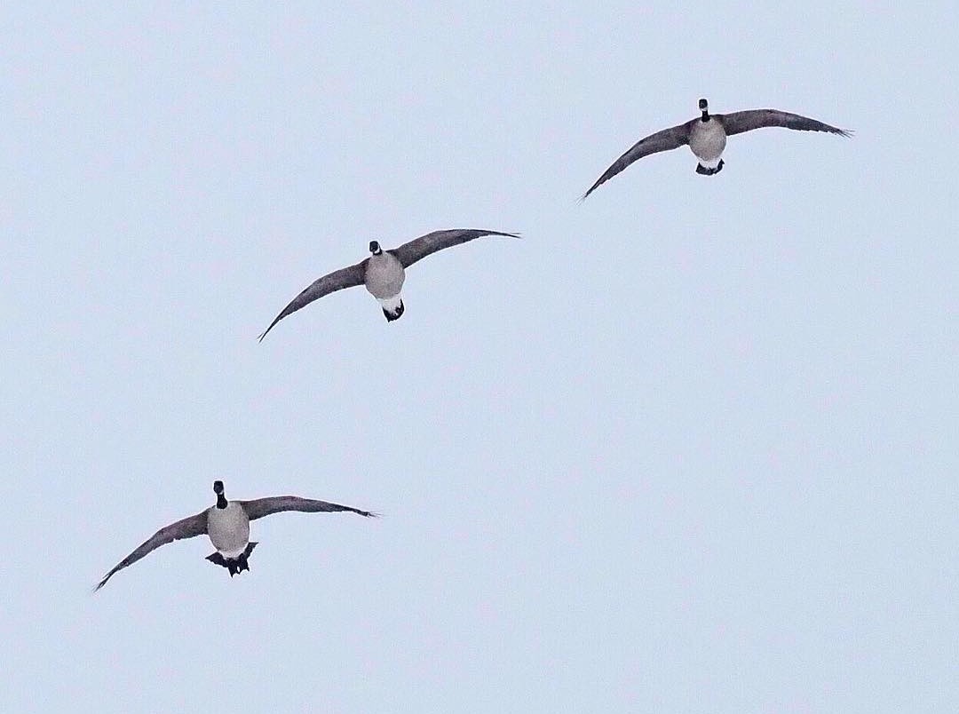late season canada goose hunting