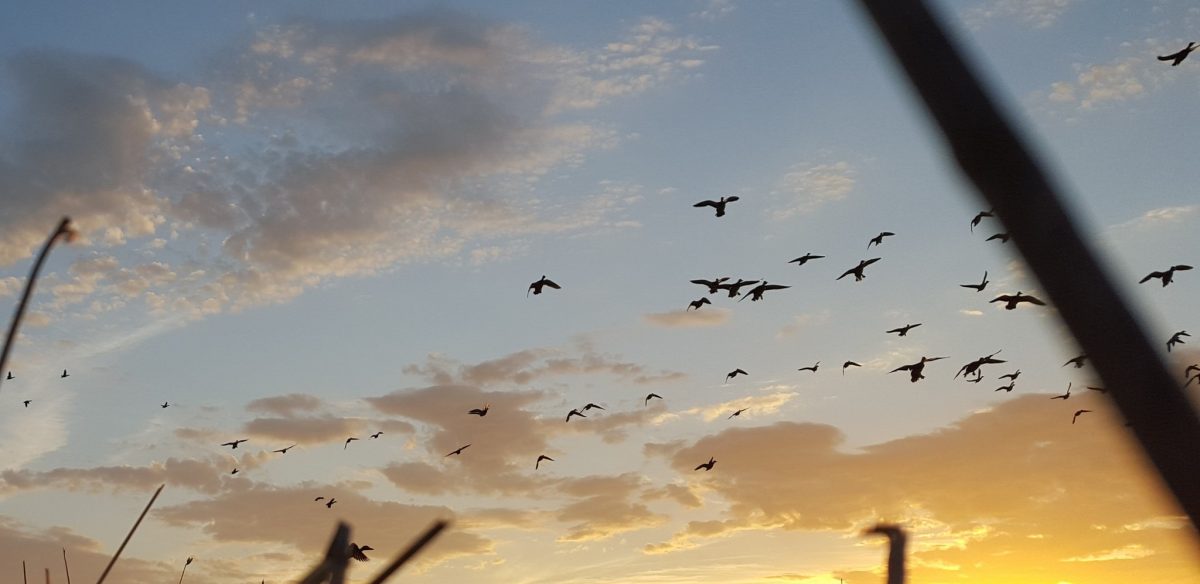late season mallards North Dakota